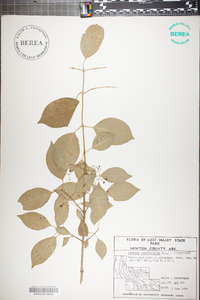 Euonymus atropurpureus image