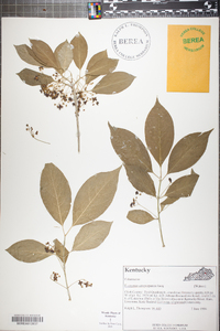 Euonymus atropurpureus image