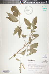Euonymus atropurpureus image
