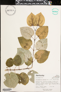 Cercidiphyllum japonicum image