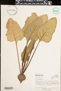 Beta vulgaris image