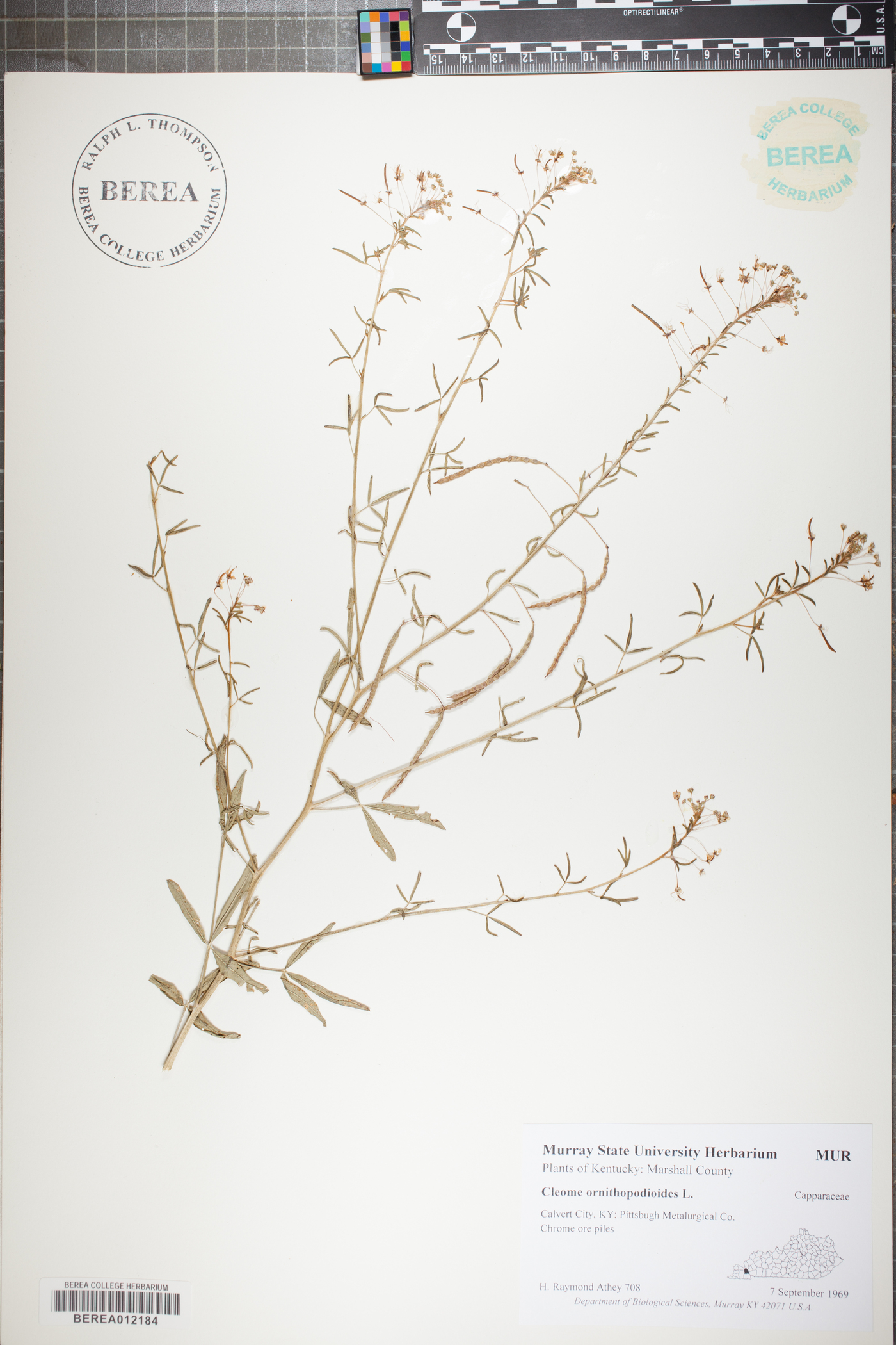 Cleome ornithopodioides image