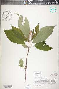 Clethra acuminata image