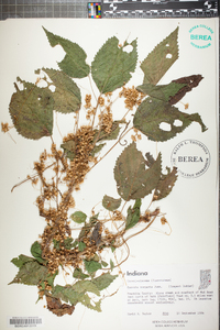 Cuscuta compacta image