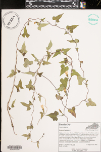 Ipomoea lacunosa image