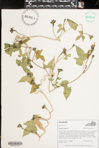 Ipomoea lacunosa image