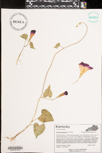 Ipomoea purpurea image