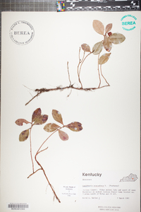 Gaultheria procumbens image