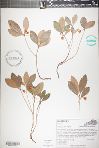 Gaultheria procumbens image