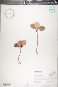 Gaultheria procumbens image