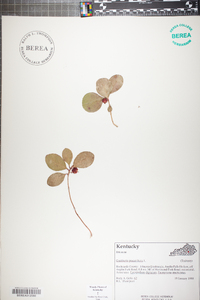 Gaultheria procumbens image