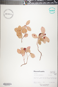 Gaultheria procumbens image