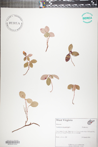 Gaultheria procumbens image