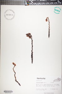 Hypopitys monotropa image