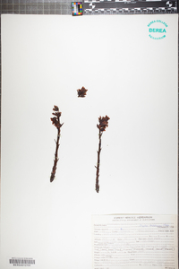 Hypopitys monotropa image