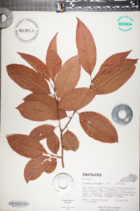 Oxydendrum arboreum image