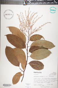 Oxydendrum arboreum image