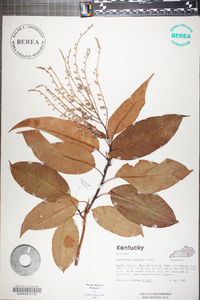 Oxydendrum arboreum image