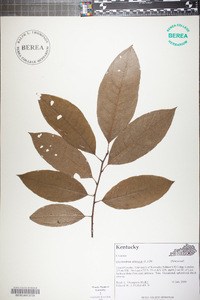 Oxydendrum arboreum image