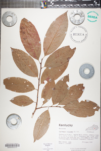 Oxydendrum arboreum image