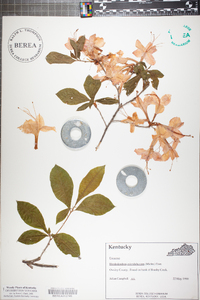 Rhododendron calendulaceum image