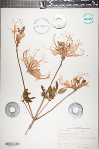 Rhododendron canescens image