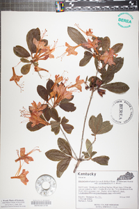 Rhododendron cumberlandense image