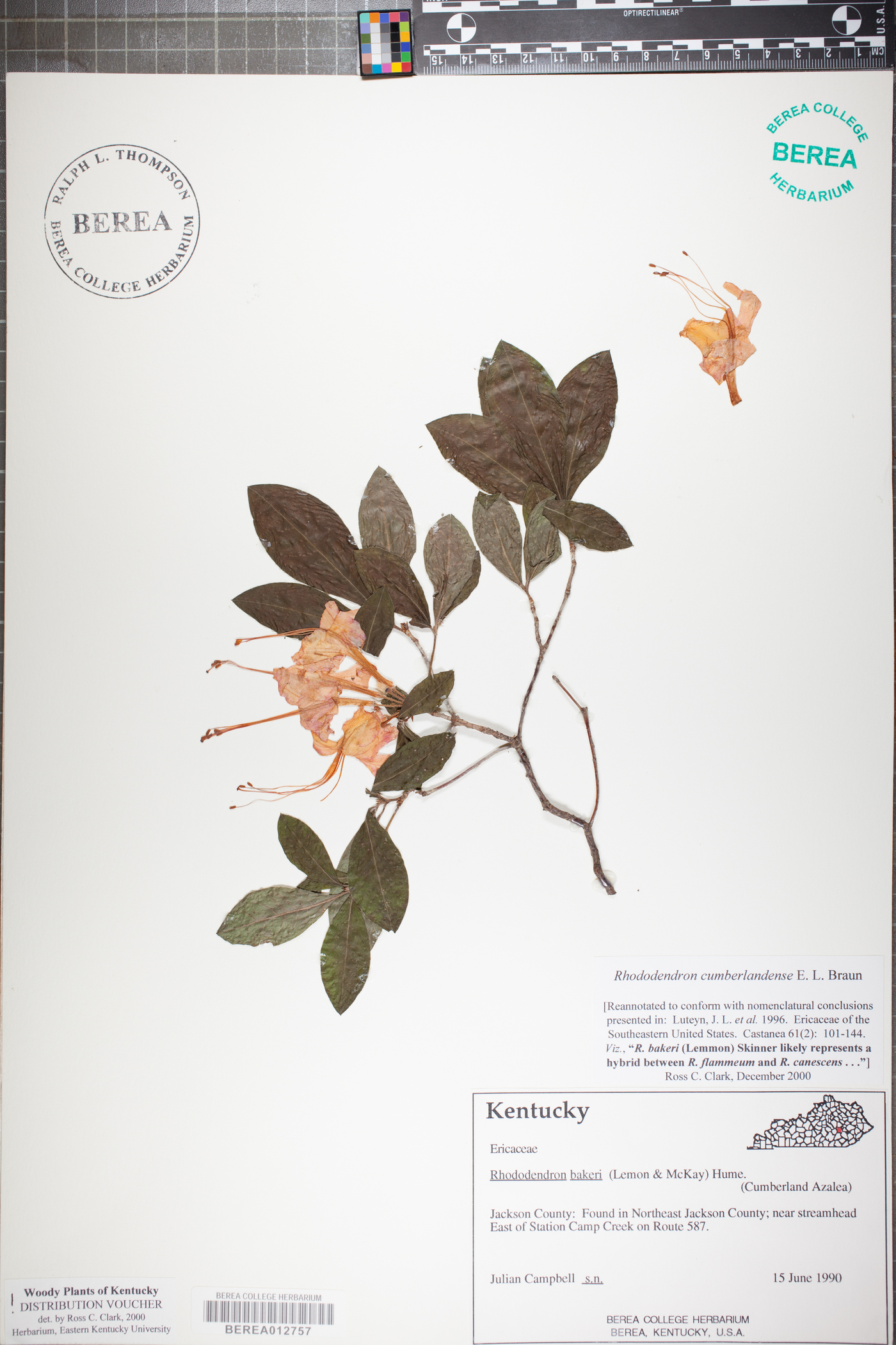 Rhododendron cumberlandense image