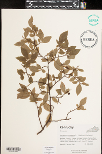 Vaccinium simulatum image