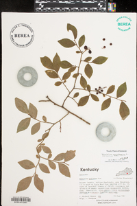 Vaccinium simulatum image