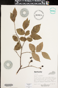 Vaccinium simulatum image