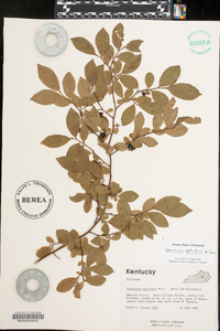 Vaccinium simulatum image