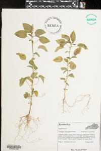 Acalypha ostryifolia image