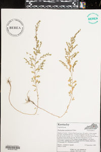 Phyllanthus caroliniensis image