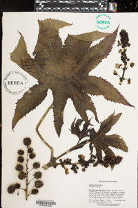 Ricinus communis image