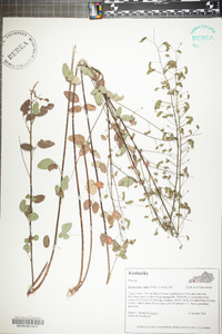 Desmodium ciliare image