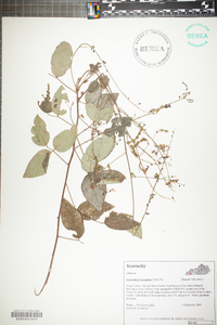 Desmodium laevigatum image