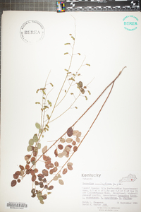 Desmodium marilandicum image