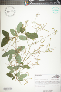 Desmodium glabellum image