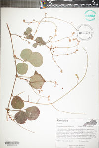 Desmodium rotundifolium image