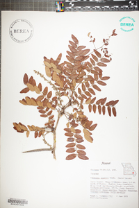 Gleditsia aquatica image