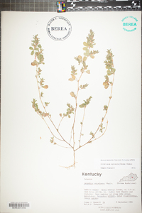 Kummerowia stipulacea image