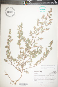 Kummerowia stipulacea image