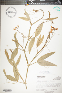 Lathyrus latifolius image