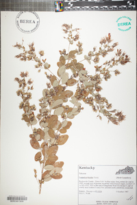 Lespedeza bicolor image