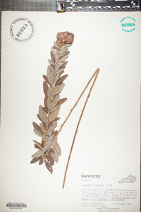 Lespedeza capitata image