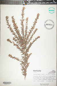 Lespedeza cuneata image