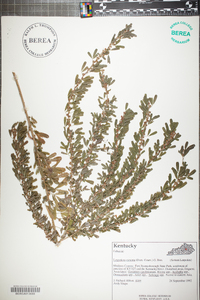 Lespedeza cuneata image