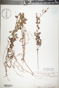 Lespedeza violacea image