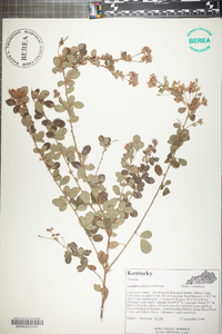 Lespedeza hirta image